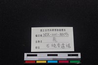 梅花鹿骨藏品圖，第3張