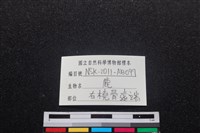 梅花鹿骨藏品圖，第3張