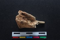 梅花鹿骨藏品圖，第1張