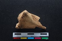 梅花鹿骨藏品圖，第2張