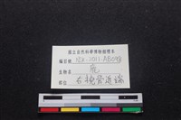 梅花鹿骨藏品圖，第3張