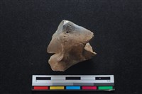 梅花鹿骨藏品圖，第2張