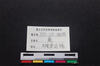 梅花鹿骨藏品圖，第3張