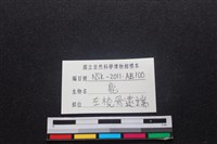 梅花鹿骨藏品圖，第3張