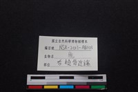 梅花鹿骨藏品圖，第3張