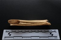 梅花鹿骨藏品圖，第1張