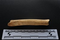 梅花鹿骨藏品圖，第2張