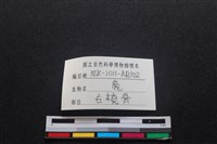 梅花鹿骨藏品圖，第3張