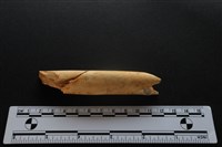 梅花鹿骨藏品圖，第2張