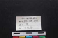 梅花鹿骨藏品圖，第3張