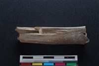 梅花鹿骨藏品圖，第2張