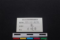 梅花鹿骨藏品圖，第3張