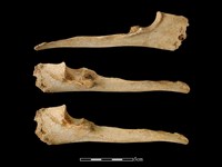 梅花鹿骨藏品圖，第1張