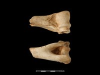 梅花鹿骨藏品圖，第2張