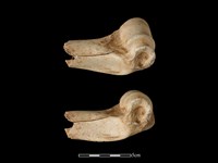 梅花鹿骨藏品圖，第1張