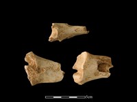 梅花鹿骨藏品圖，第1張