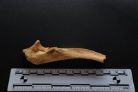 梅花鹿骨藏品圖，第1張