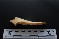 梅花鹿骨藏品圖，第2張