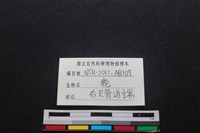 梅花鹿骨藏品圖，第3張