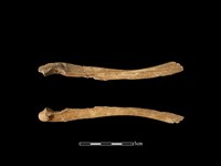 梅花鹿骨藏品圖，第1張