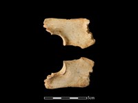 梅花鹿骨藏品圖，第2張