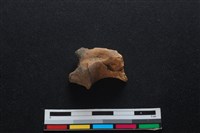 梅花鹿骨藏品圖，第2張