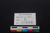 梅花鹿骨藏品圖，第3張