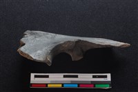 梅花鹿骨藏品圖，第2張