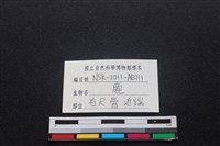 梅花鹿骨藏品圖，第3張