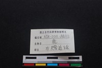 梅花鹿骨藏品圖，第3張
