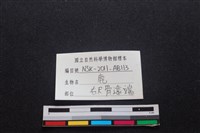 梅花鹿骨藏品圖，第3張