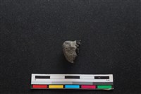 梅花鹿骨藏品圖，第1張