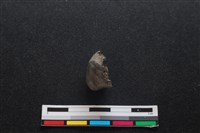 梅花鹿骨藏品圖，第2張