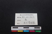 梅花鹿骨藏品圖，第3張