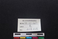 梅花鹿骨藏品圖，第3張