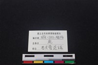 梅花鹿骨藏品圖，第3張