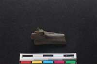 梅花鹿骨藏品圖，第1張