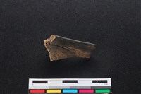 梅花鹿骨藏品圖，第2張