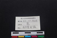 梅花鹿骨藏品圖，第3張