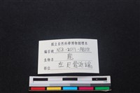 梅花鹿骨藏品圖，第3張