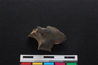 梅花鹿骨藏品圖，第2張