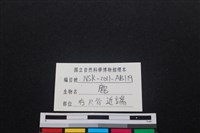 梅花鹿骨藏品圖，第3張