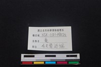 梅花鹿骨藏品圖，第3張