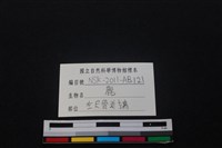 梅花鹿骨藏品圖，第3張