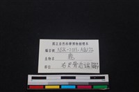 梅花鹿骨藏品圖，第3張