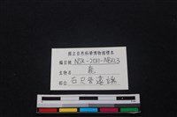 梅花鹿骨藏品圖，第3張
