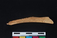 梅花鹿骨藏品圖，第2張