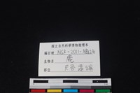 梅花鹿骨藏品圖，第3張