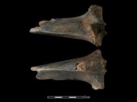 梅花鹿骨藏品圖，第2張