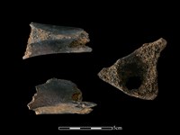 梅花鹿骨藏品圖，第1張